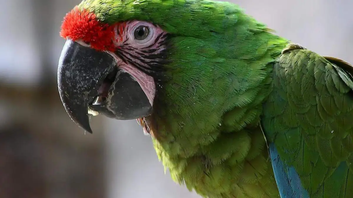 GUACAMAYO VERDE